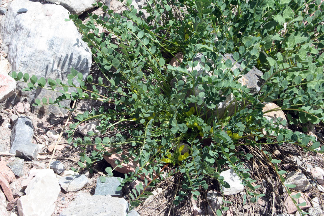 Изображение особи Astragalus aksaricus.