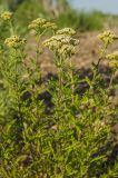 Achillea nobilis. Верхушки цветущих побегов. Челябинская обл., Кизильский р-н, Богдановское сельское поселение, пос. Грязнушинский, долина р. Урал, галечный берег. 12 июня 2019 г.