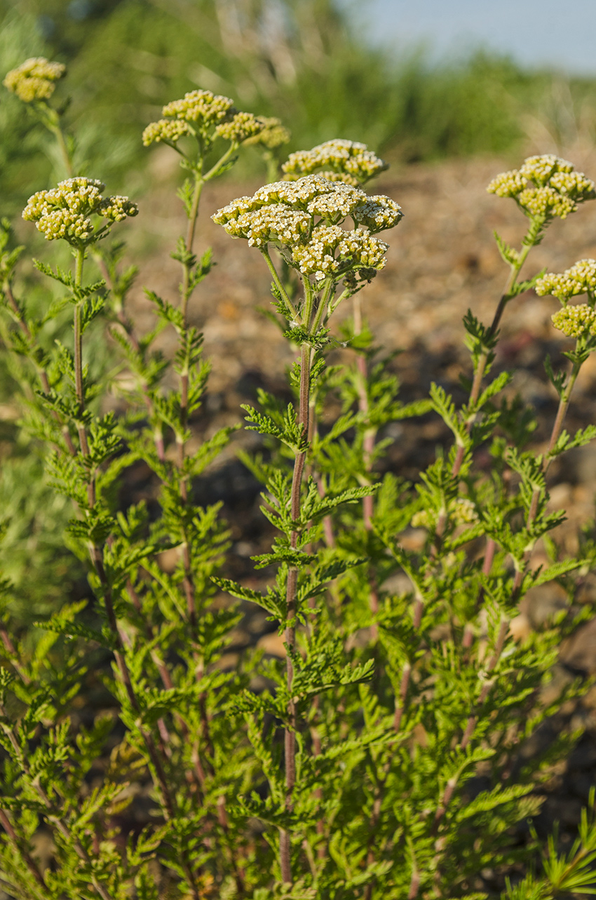 Изображение особи Achillea nobilis.