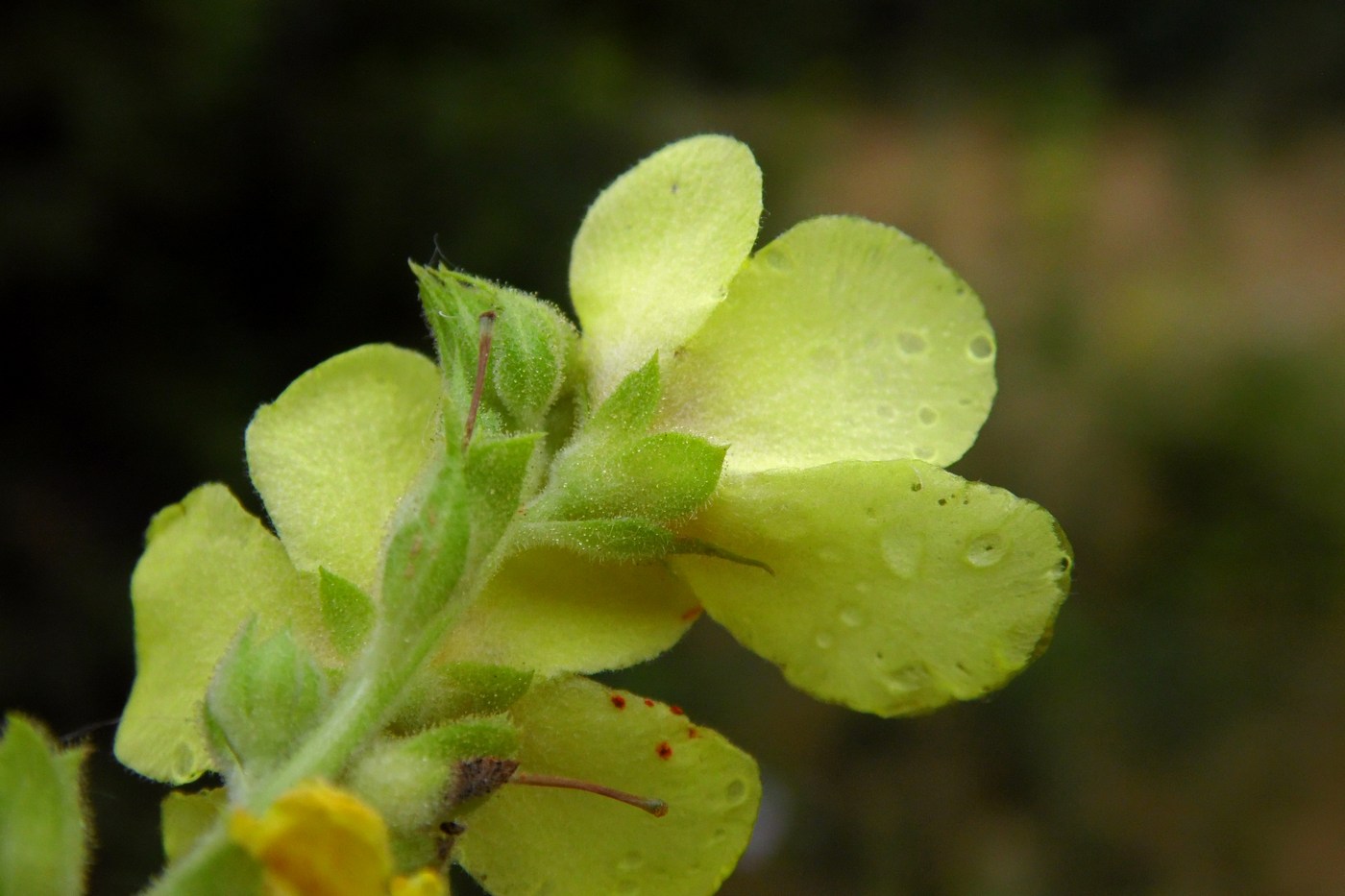 Image of Verbascum pyramidatum specimen.