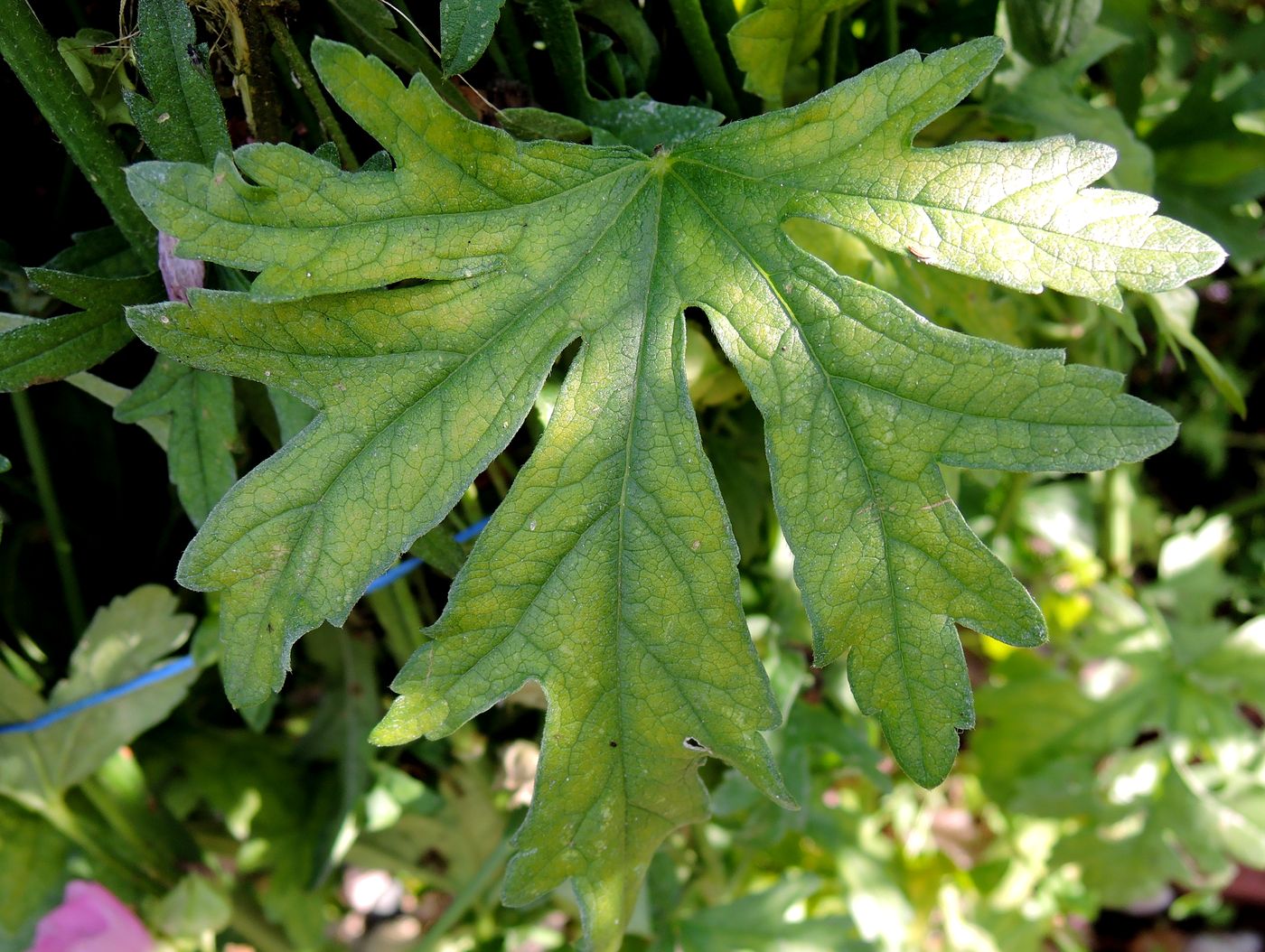 Изображение особи Malva moschata.