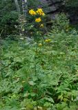 Crepis sibirica. Верхушка цветущего растения. Челябинская обл., Верхнеуфалейский гор. округ, гора Аракуль, ≈ 500 м н.у.м., луг на опушке березняка у подножия скал. 02.08.2019.