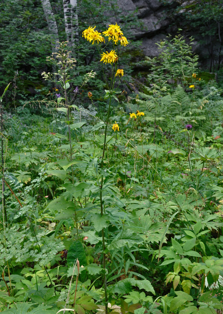 Изображение особи Crepis sibirica.