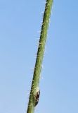 Chondrilla juncea