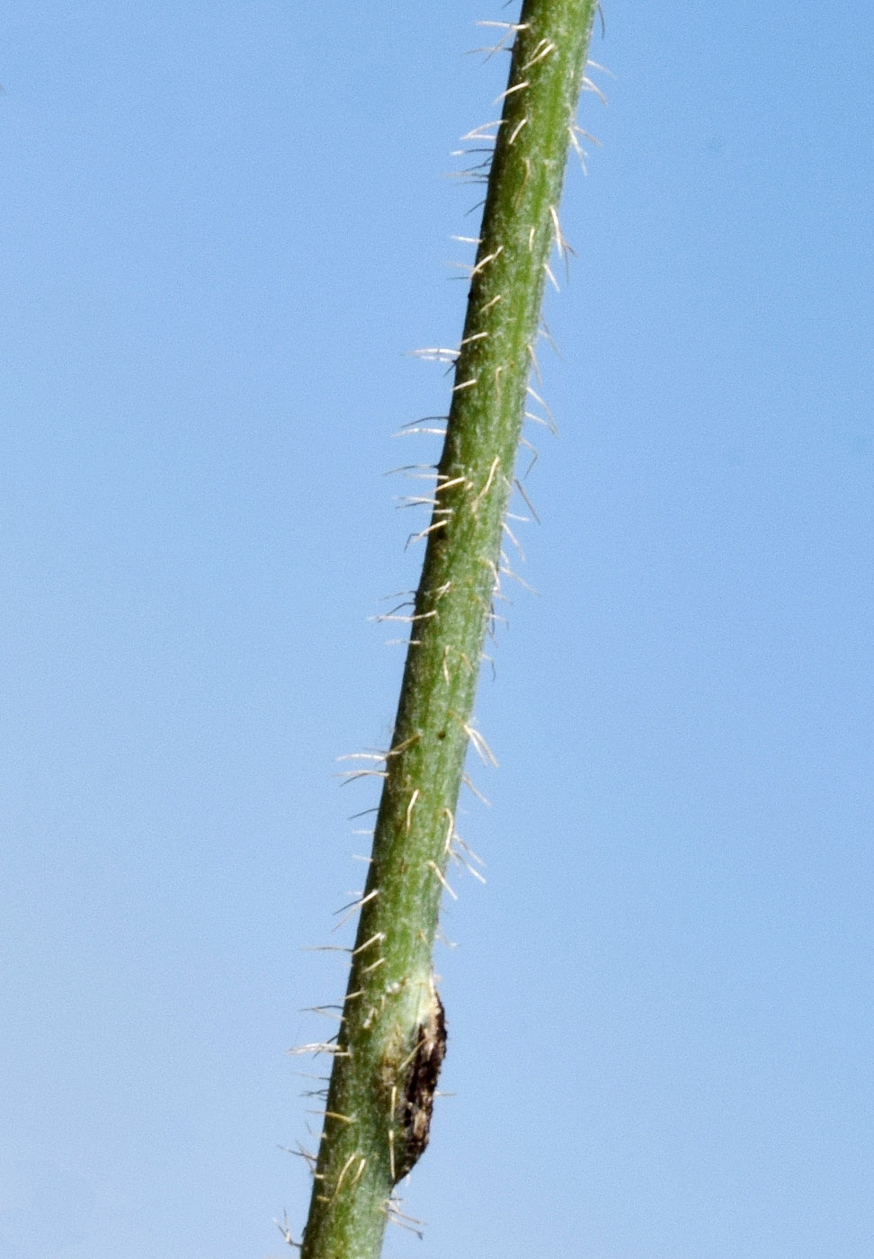 Изображение особи Chondrilla juncea.