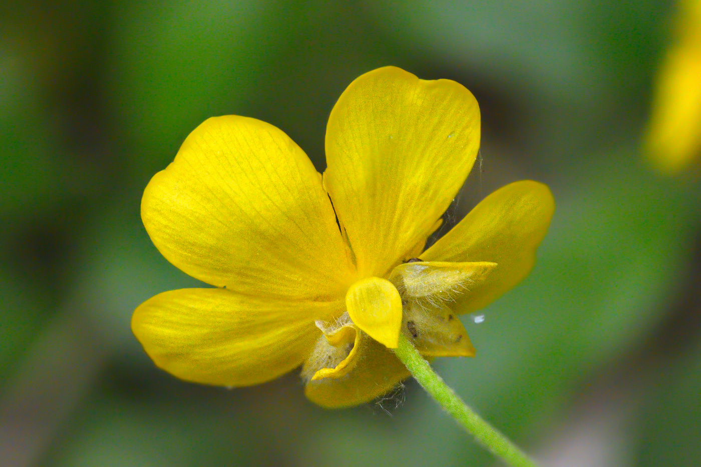 Изображение особи Ranunculus cappadocicus.