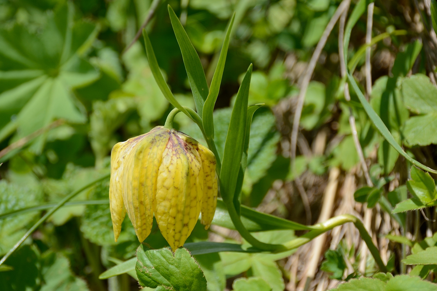 Image of Fritillaria ophioglossifolia specimen.