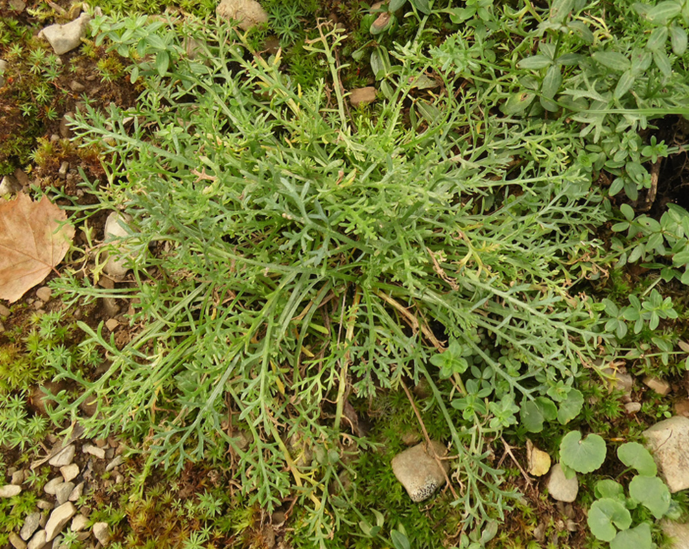 Изображение особи Anthemis carpatica.