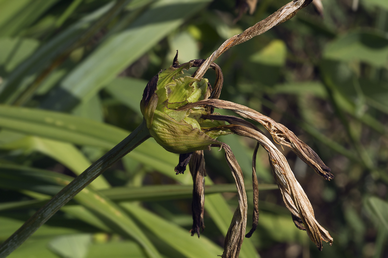 Image of Hemerocallis middendorffii specimen.