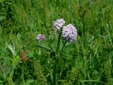 Valeriana alternifolia