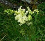 Filipendula ulmaria. Соцветие. Карачаево-Черкесия, Домбай, долина р. Гоначхир, оз. Туманлы-Кёль (Форельное), берег озера. 27.08.2019.