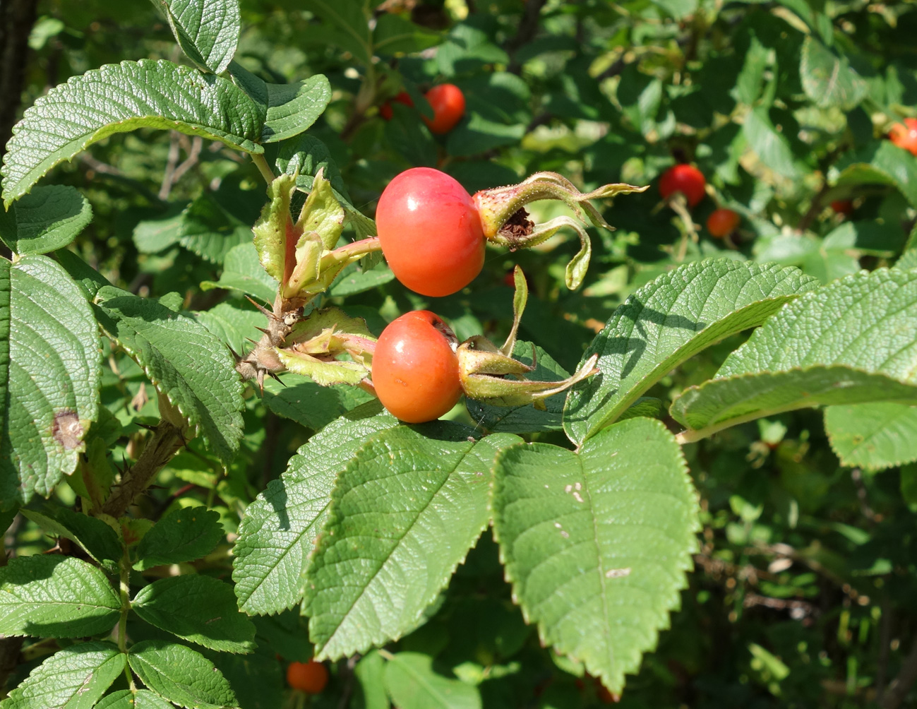 Изображение особи Rosa rugosa.