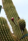 род Trichocereus