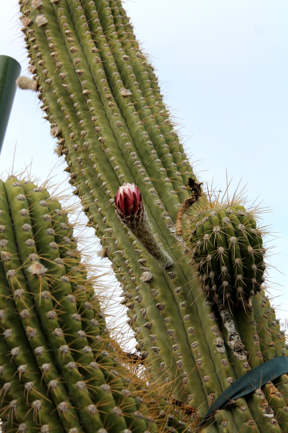 Изображение особи род Trichocereus.