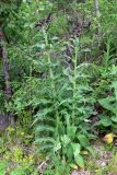 Cirsium helenioides. Зацветающие растения. Пермский край, подножие Вогульского камня, смешанный лес, долина р. Жигалан. 30.06.2010.