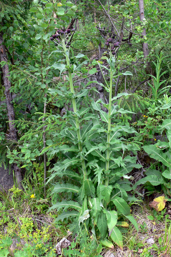 Изображение особи Cirsium helenioides.