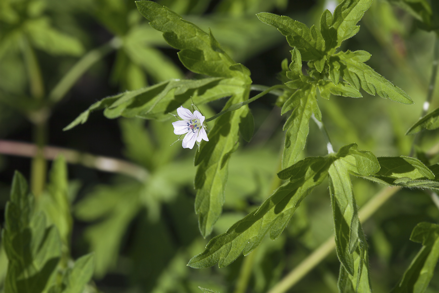 Image of Geranium sibiricum specimen.