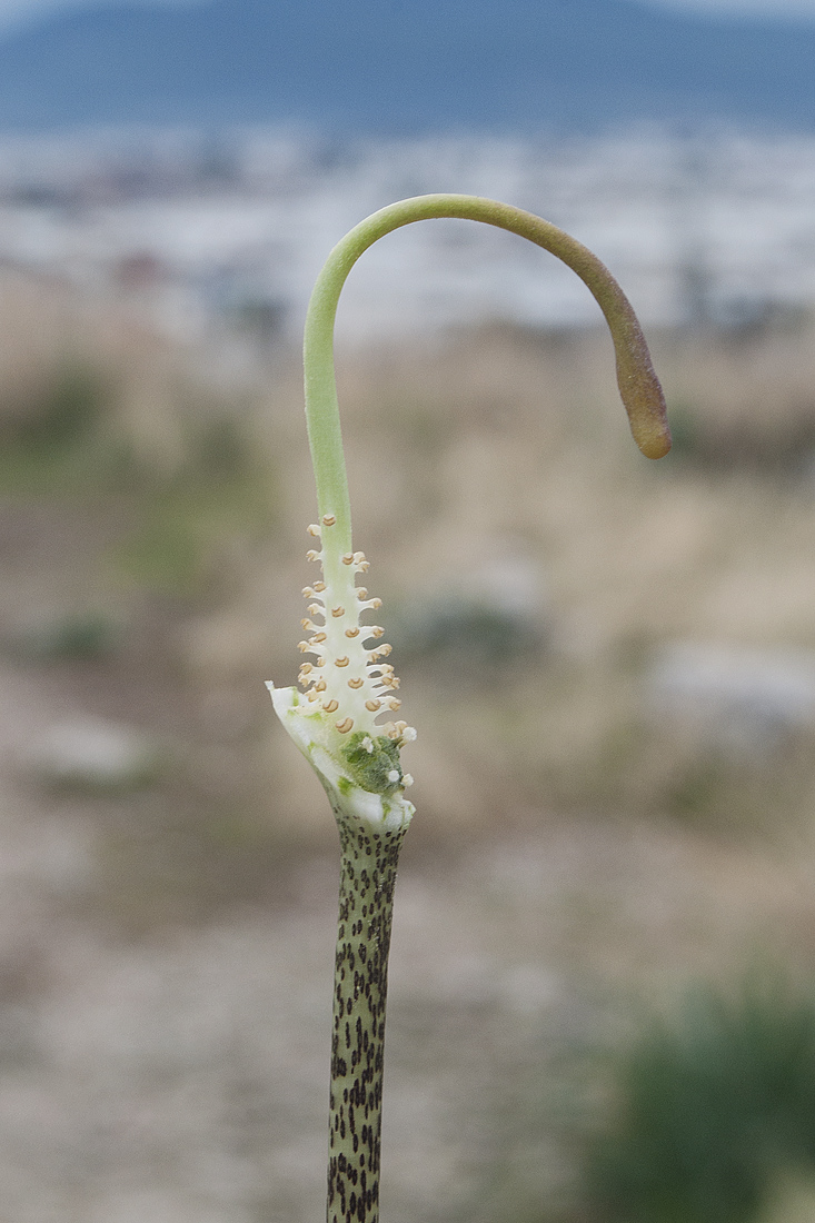 Изображение особи Arisarum vulgare.