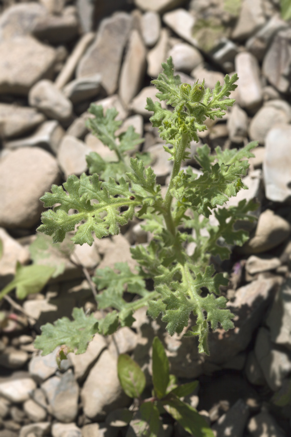 Image of Senecio viscosus specimen.