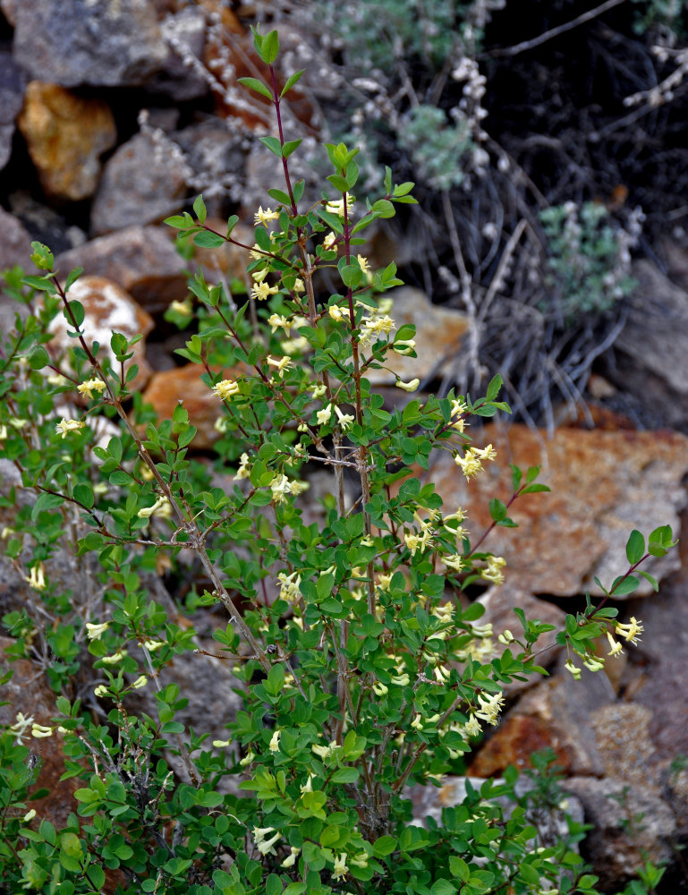 Image of Lonicera microphylla specimen.