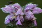 Phlomoides tuberosa