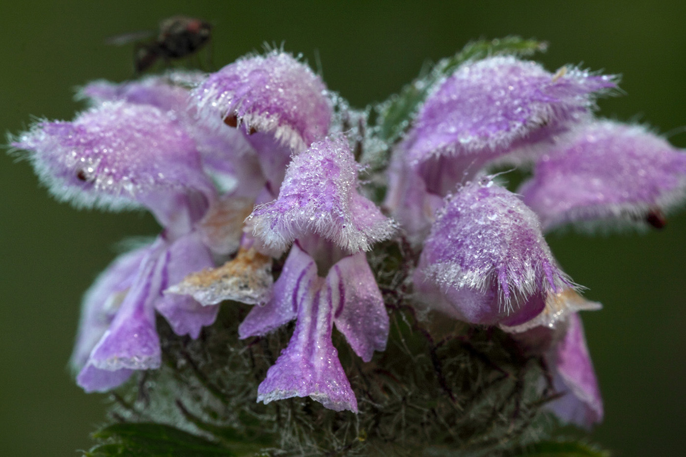 Изображение особи Phlomoides tuberosa.