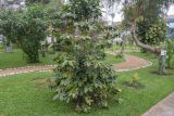 Coffea arabica. Плодоносящее растение. Перу, г. Лима, ботанический сад лекарственных растений Министерства здравоохранения. 09.10.2019.