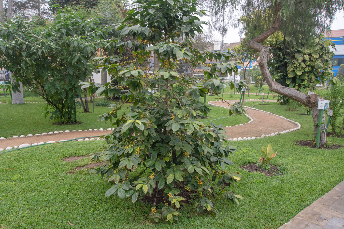 Image of Coffea arabica specimen.