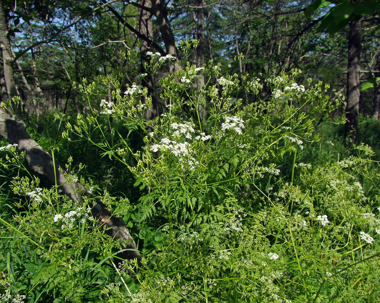 Image of Anthriscus sylvestris specimen.