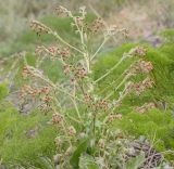 Rindera echinata