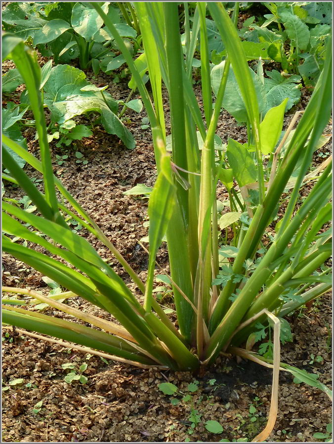 Image of Zizania aquatica specimen.