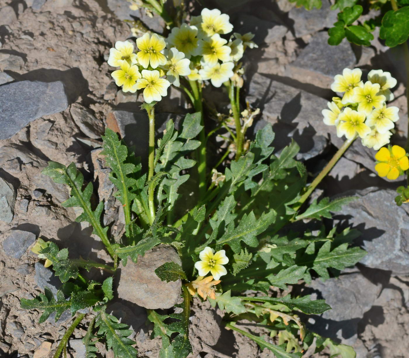 Изображение особи Chorispora macropoda.