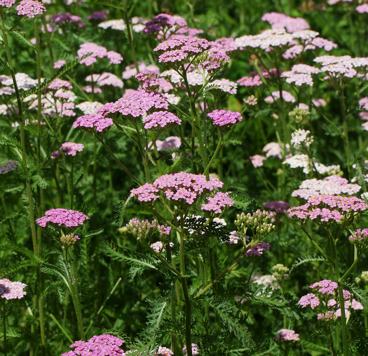 Изображение особи Achillea millefolium.