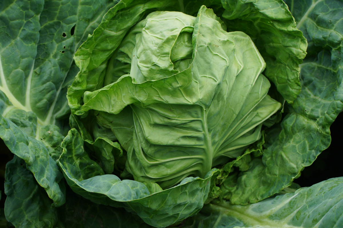 Image of Brassica oleracea var. capitata specimen.