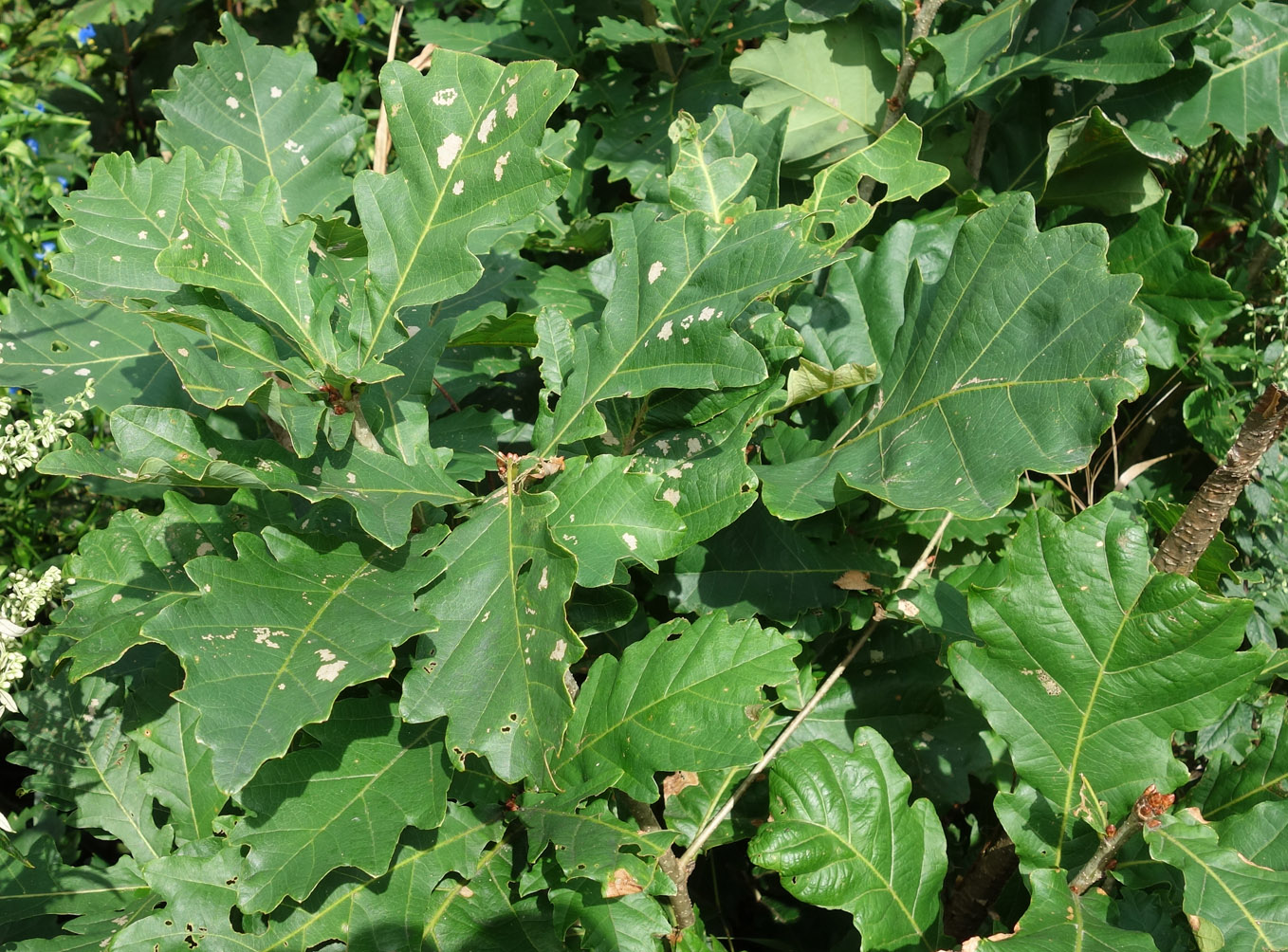 Изображение особи Quercus mongolica.