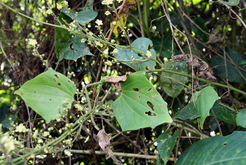 Изображение особи Fevillea cordifolia.