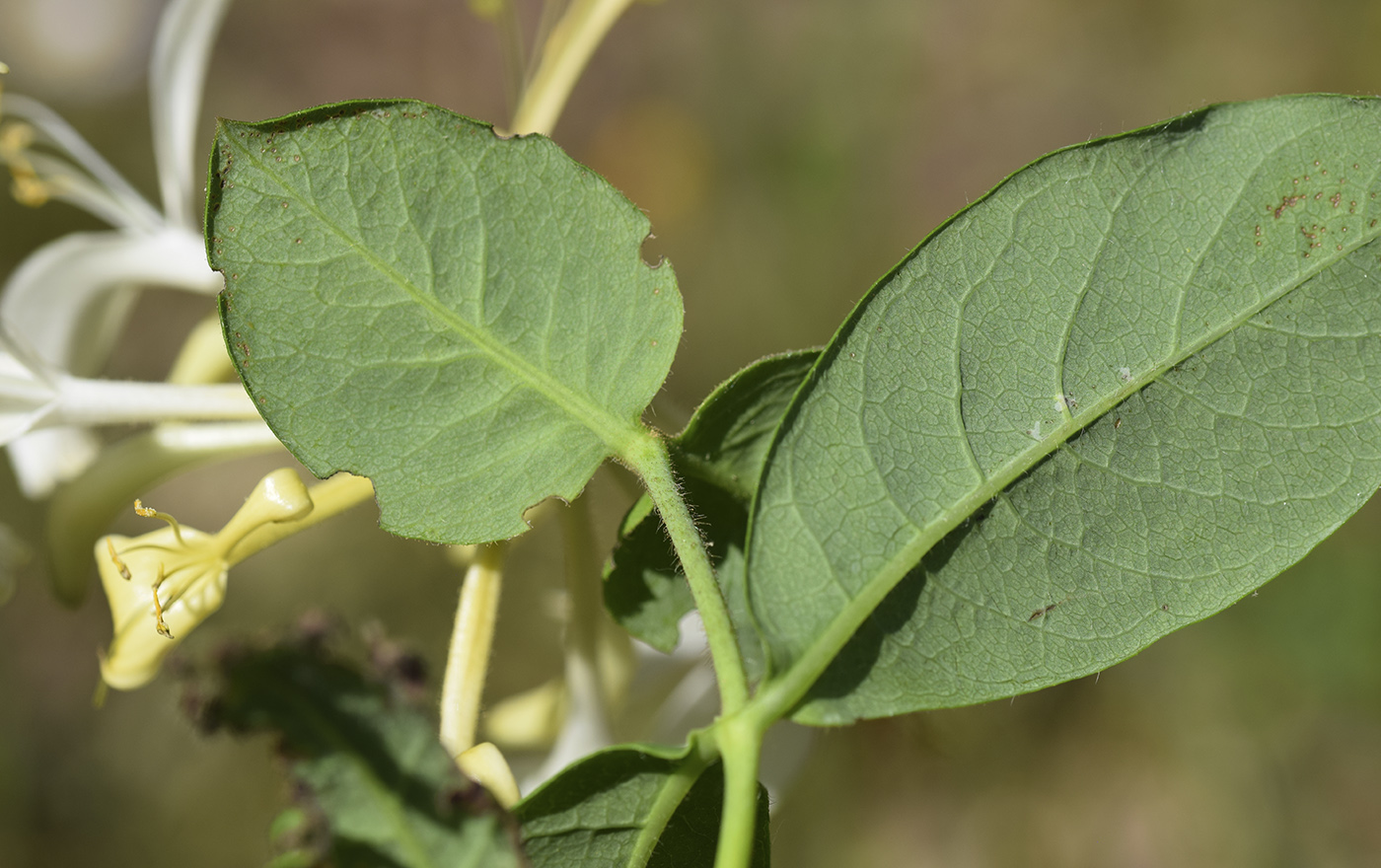 Изображение особи Lonicera periclymenum.