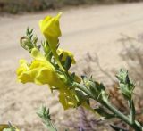 Linaria genistifolia