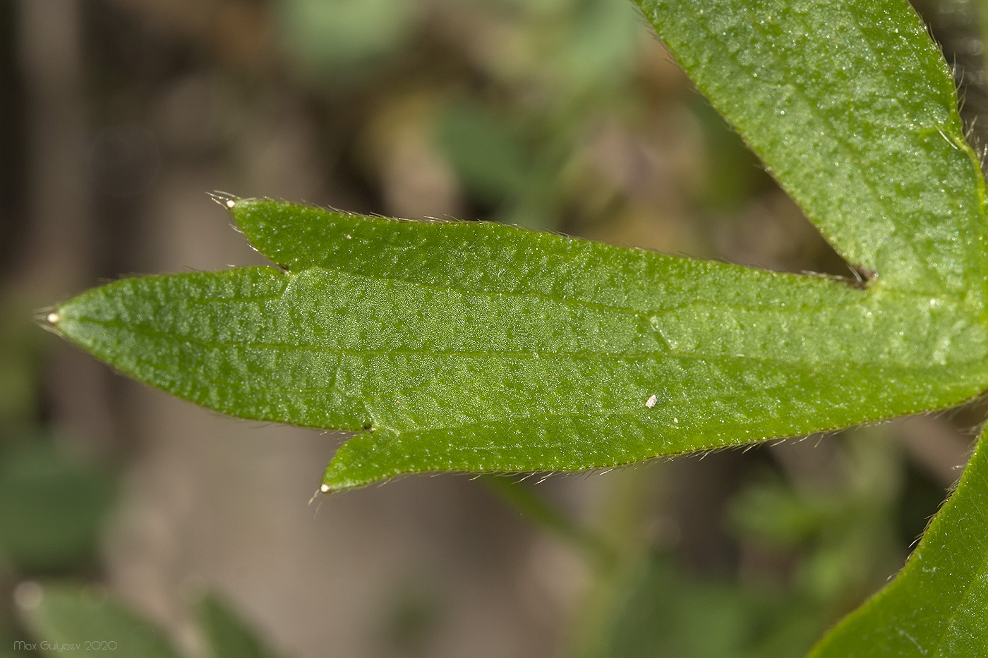 Image of Ranunculus polyanthemos specimen.