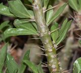 Pachypodium saundersii