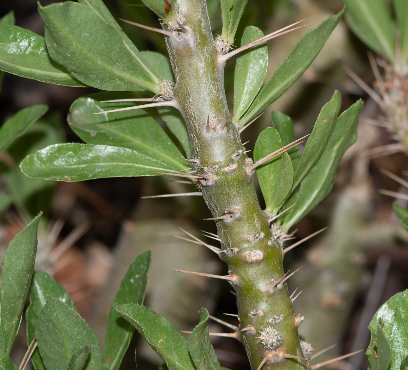 Изображение особи Pachypodium saundersii.