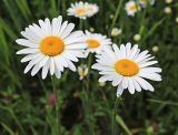 Leucanthemum ircutianum. Верхушки цветущих растений. Приморский край, Шкотовский р-н, окр. с. Анисимовка, на лугу. 18.06.2020.