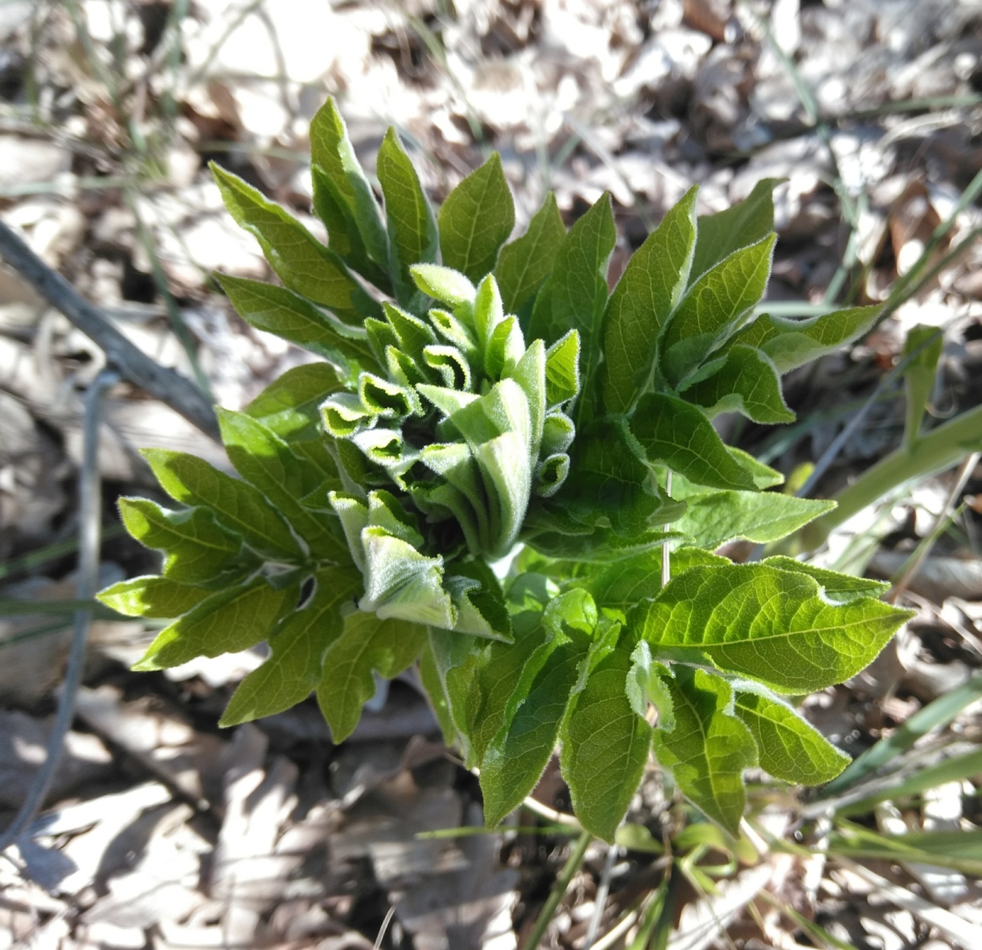 Изображение особи Dictamnus caucasicus.