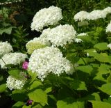 Hydrangea arborescens. Верхушки побегов с соцветиями. Подмосковье, гор. Одинцово, в культуре. Июль 2020 г.