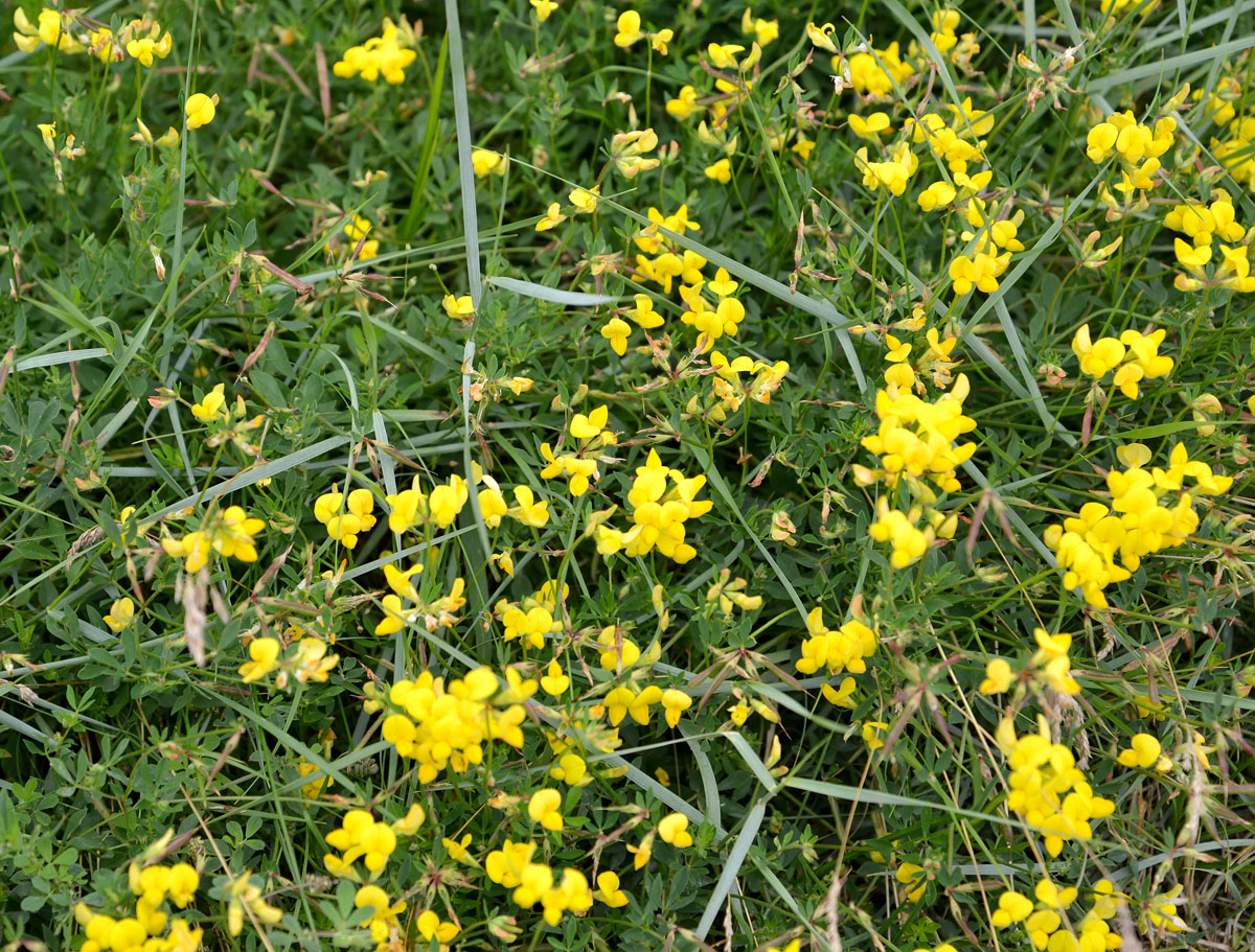 Image of genus Lotus specimen.