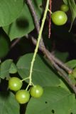 Padus virginiana