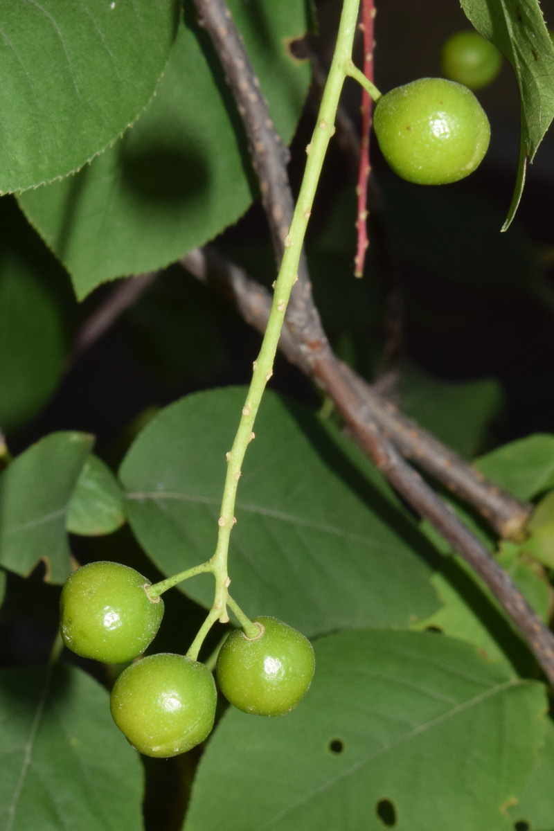 Изображение особи Padus virginiana.