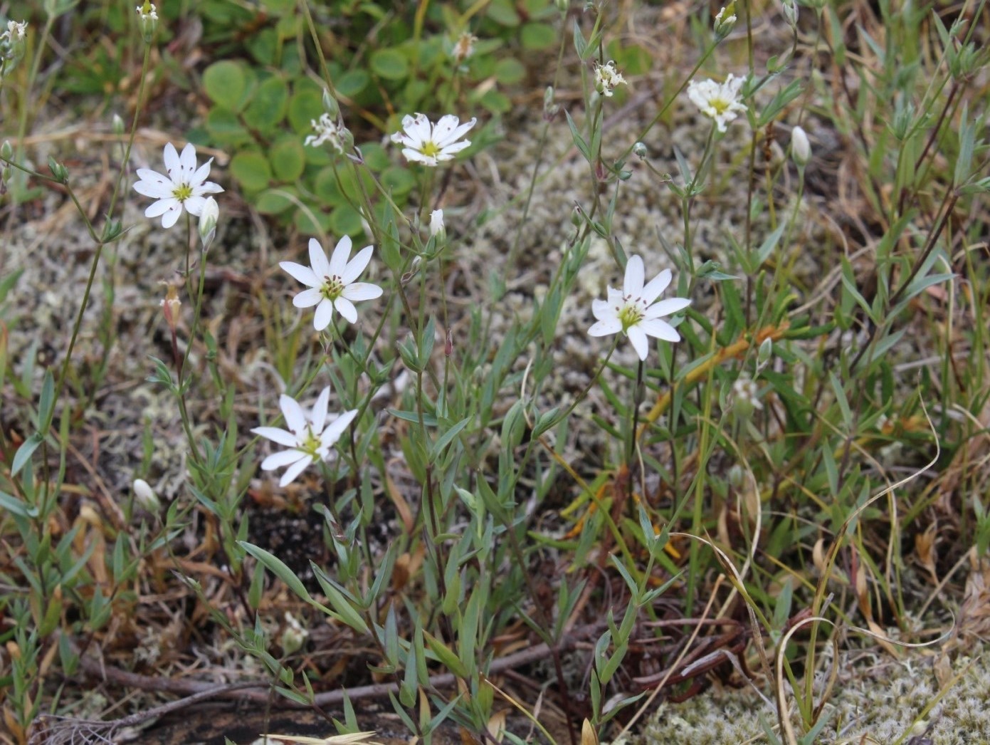 Изображение особи Stellaria palustris.