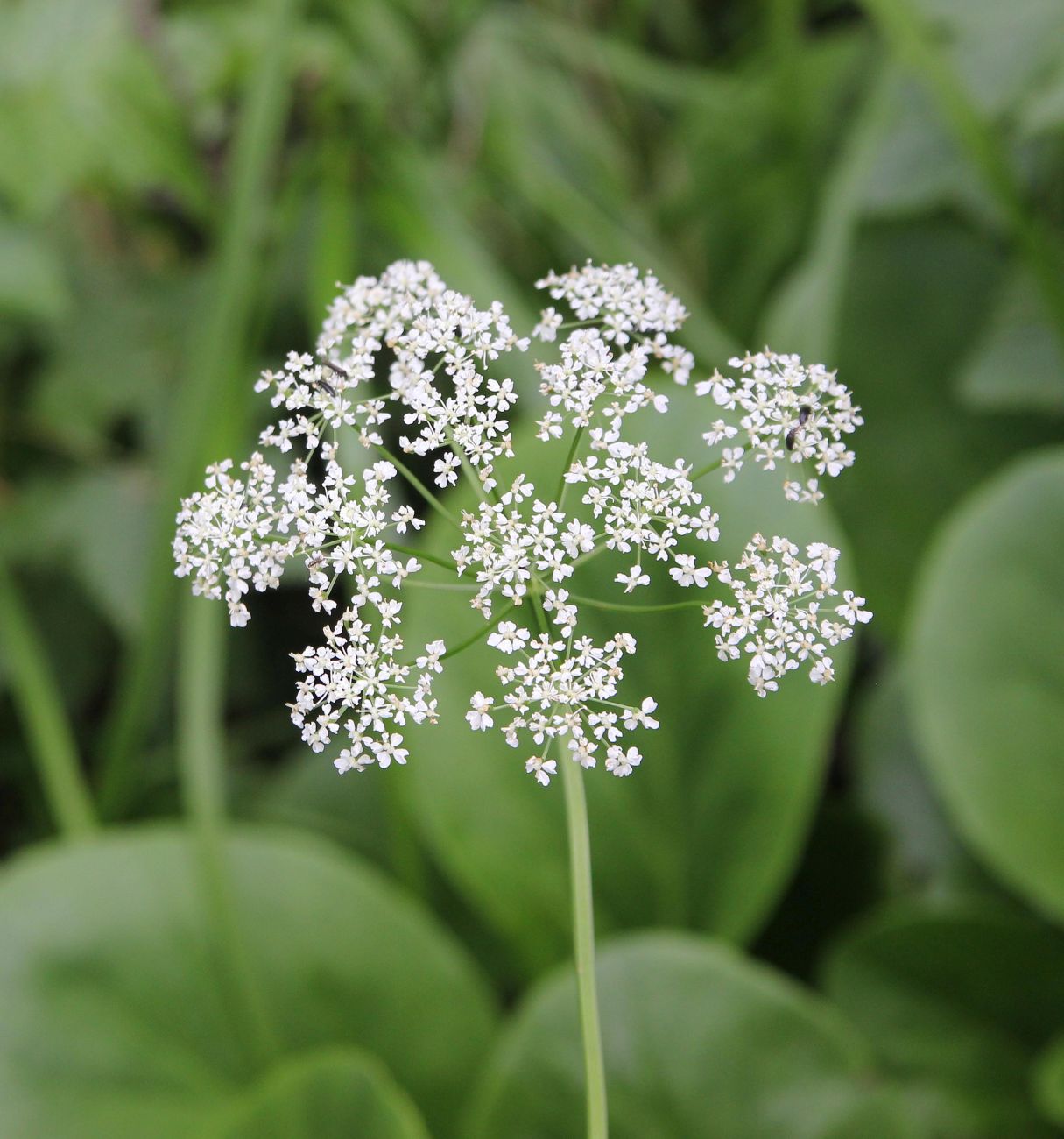 Изображение особи семейство Apiaceae.