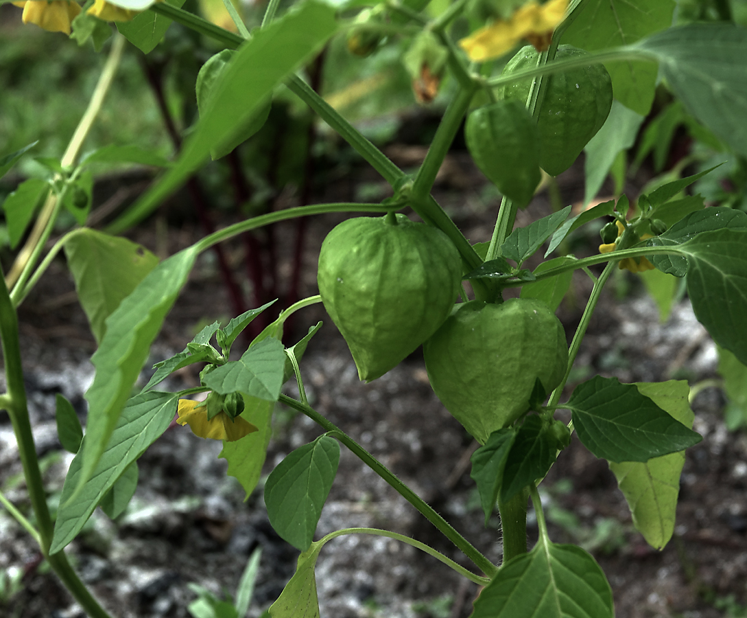 Изображение особи Physalis angulata.